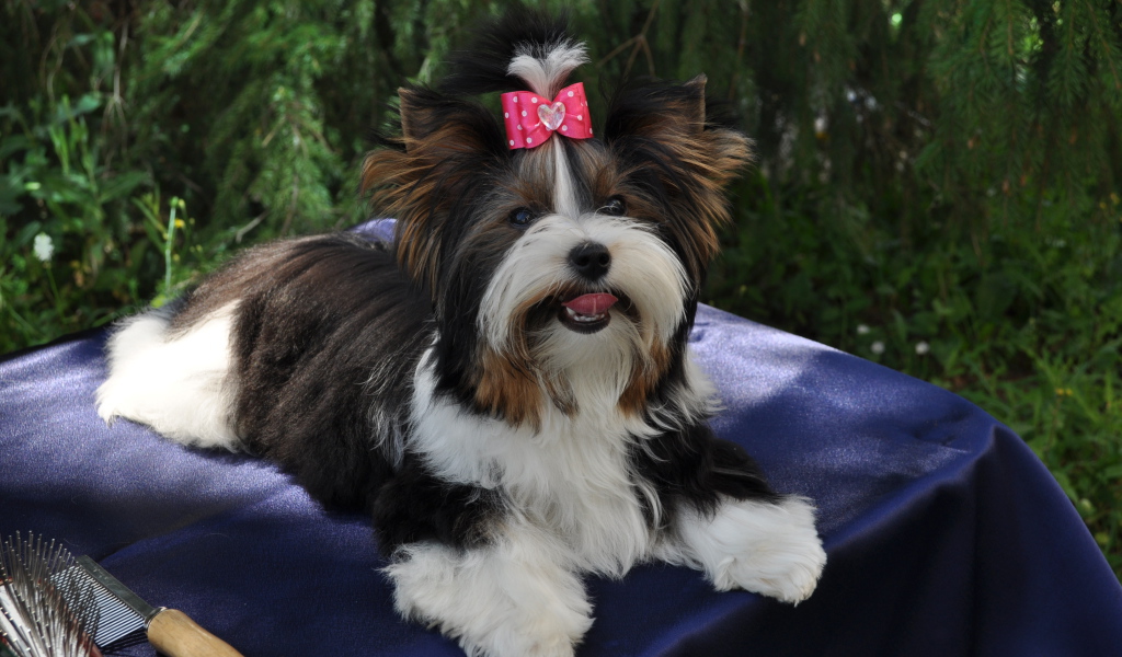 Бивер йорк модница