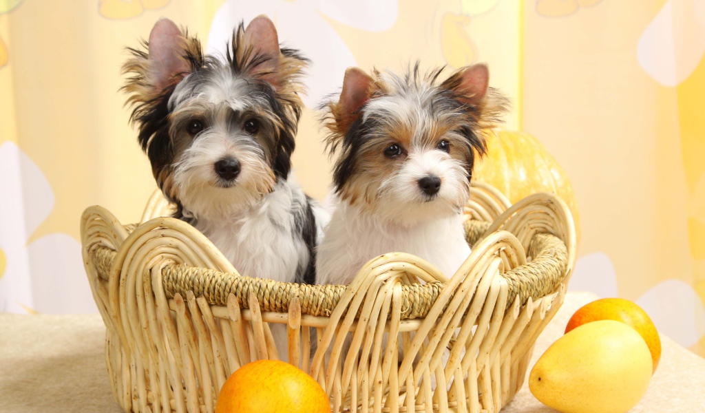 Собаки бивер йорк в корзинке