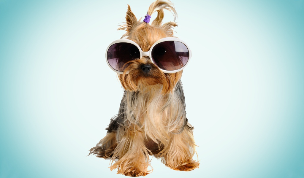 Собака бивер йорк в очках