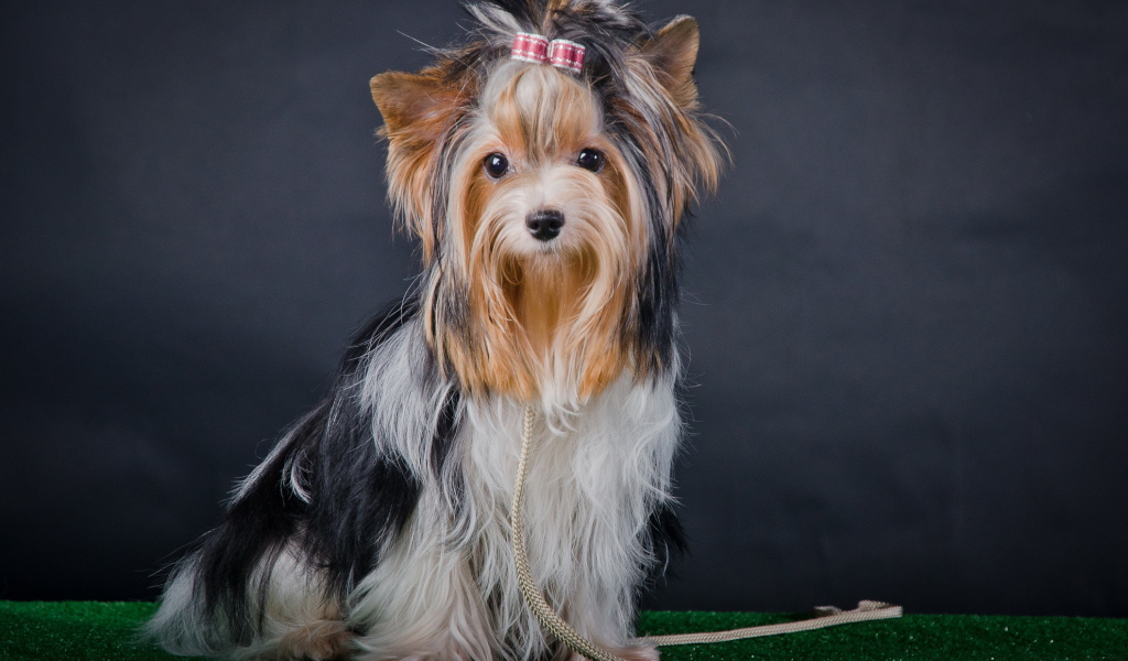 Фотомодель бивер йорк