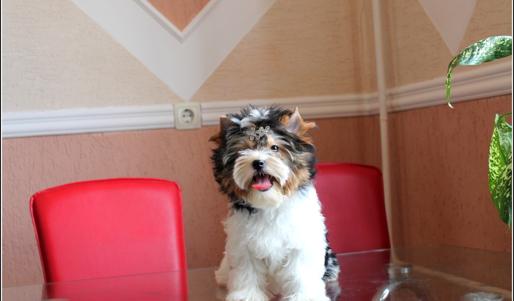 Бивер йорк на столе