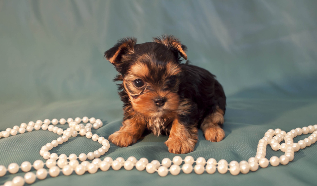 Щенок бивер йорк с бусами