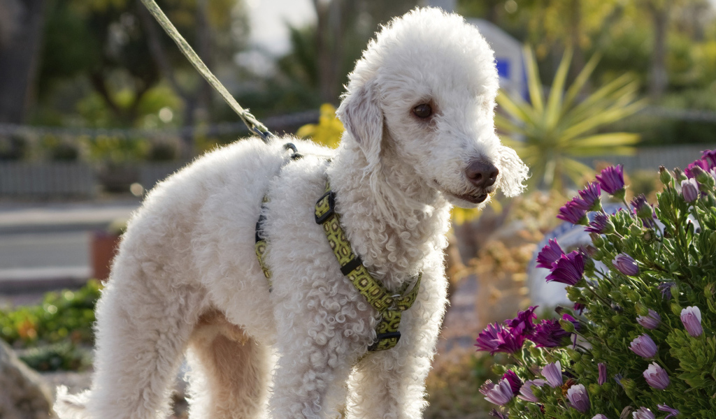 Бедлингтон терьер в цветах