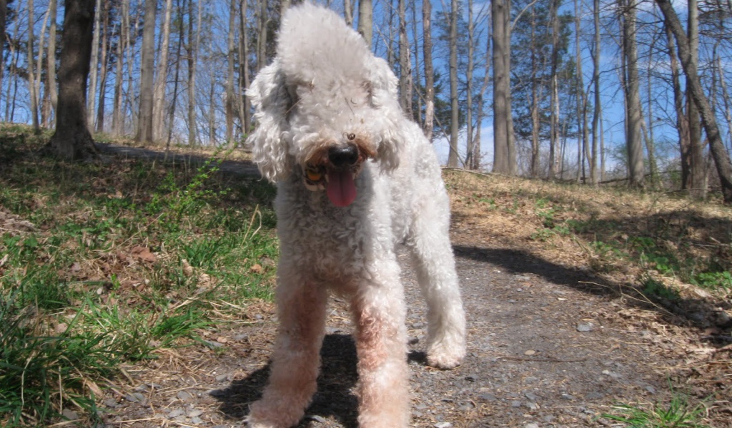 Бедлингтон терьер гуляет в лесу