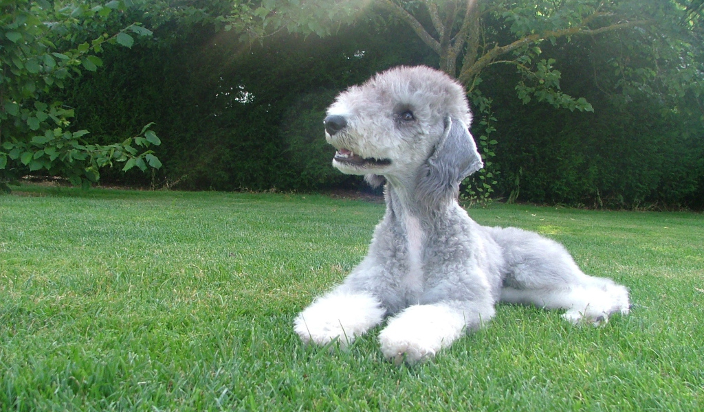 Собака бедлингтон терьер на траве