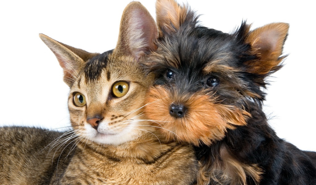 Лучший друг йоркширского терьера