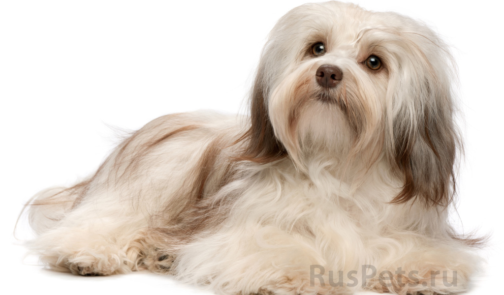 Болонка бишон лежит