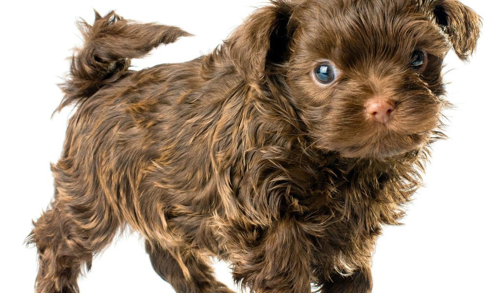 Болонка коричневого цвета