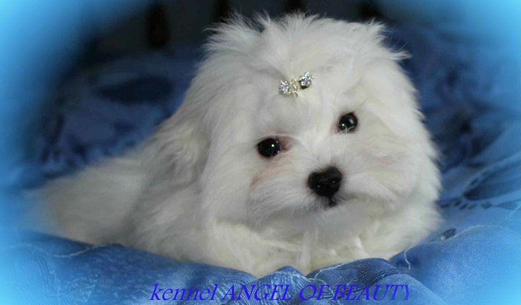 Болонка собака ангел