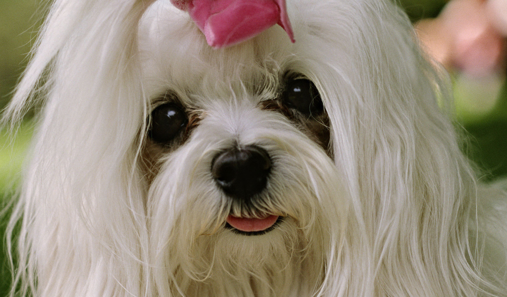 Болонка с выразительными глазами