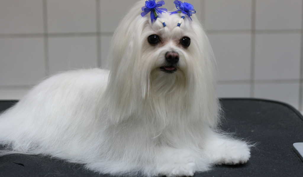 Болонка с украшениями