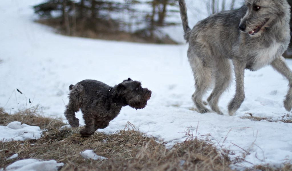 Большой ирландский волкодав убегает от маленькой собачки