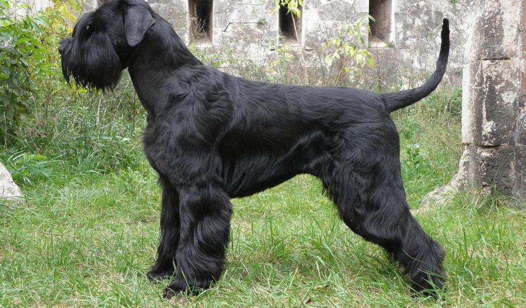 Большая собака шнауцер