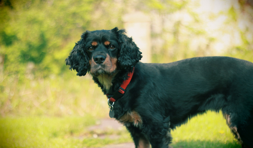 Черный кавалер кинг чарльз спаниель