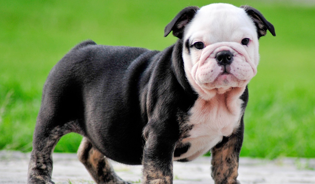 Черный щенок английского бульдога