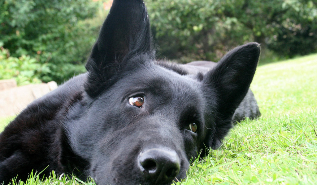 Черная немецкая овчарка лежит на траве