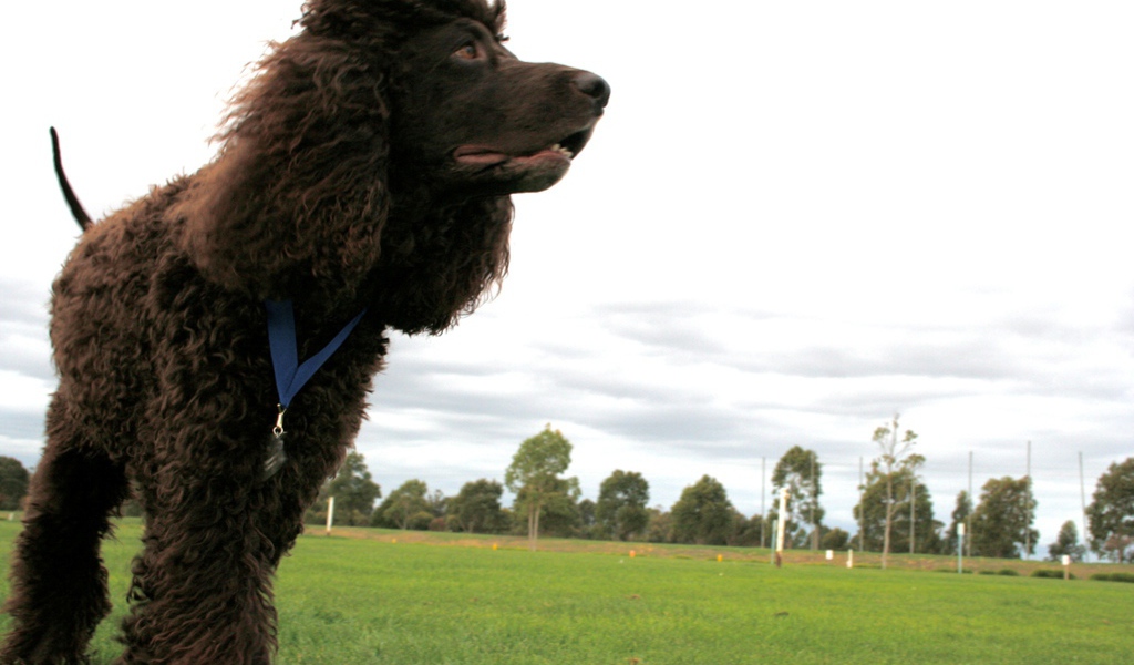 Черный ирландский водяной спаниель