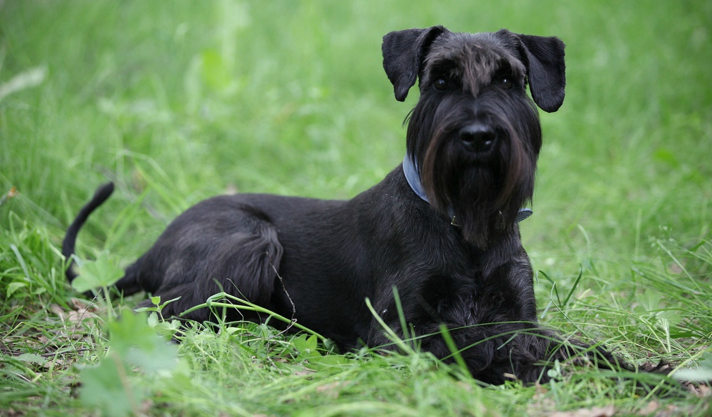 Черный шнауцер в траве