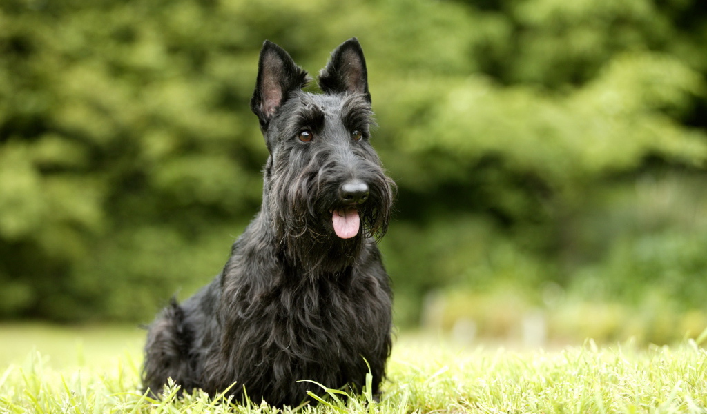 Черный шнауцер на траве