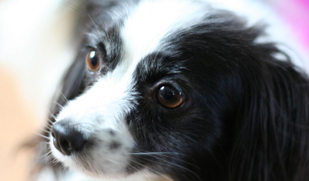 Черно белый папильон