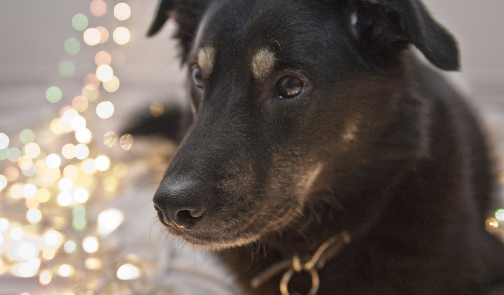 Черный окрас собаки чинук