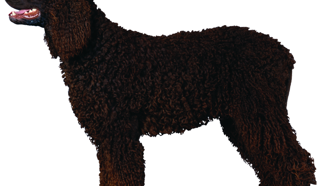 Черный кучерявый пудель