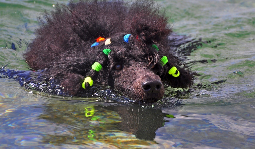 Черный пудель плывет