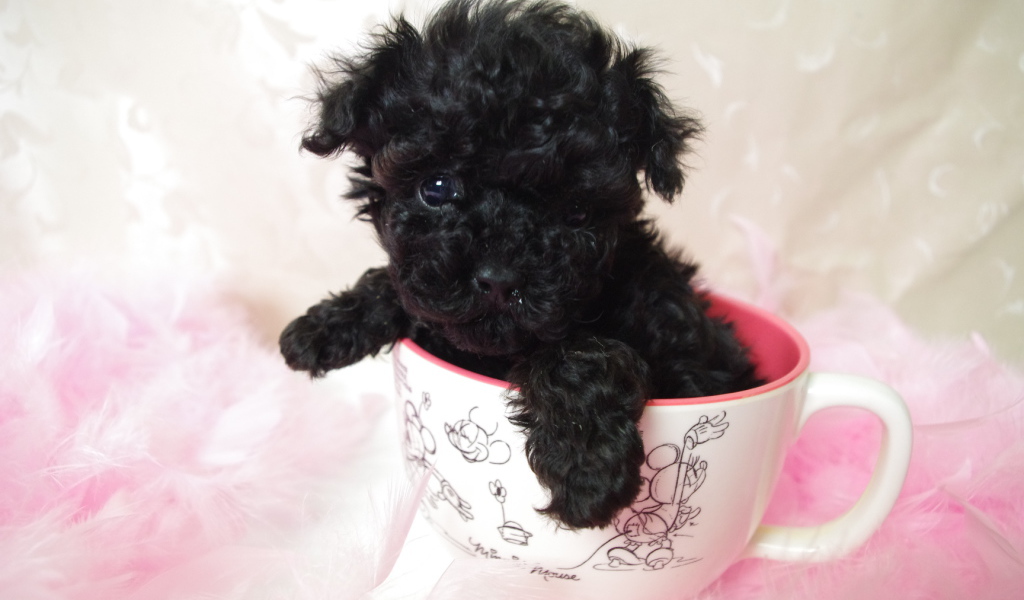 Черный щенок пуделя в чашке
