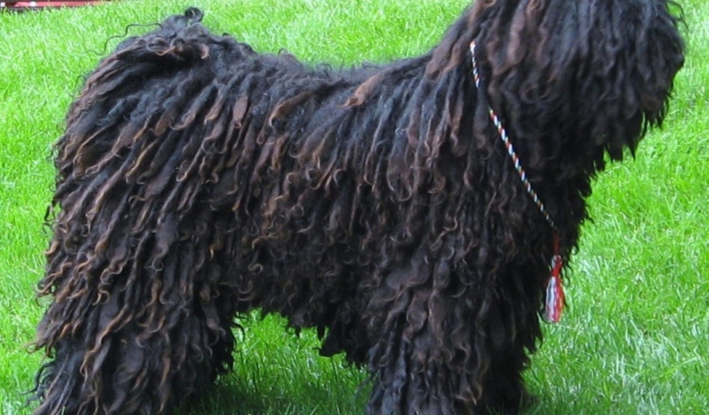 Черный лохматый комондор