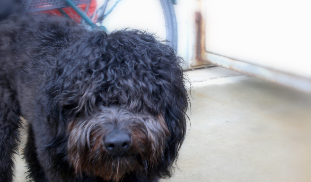 Черный лохматый барбет