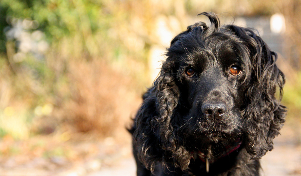 Черный лохматый пудель