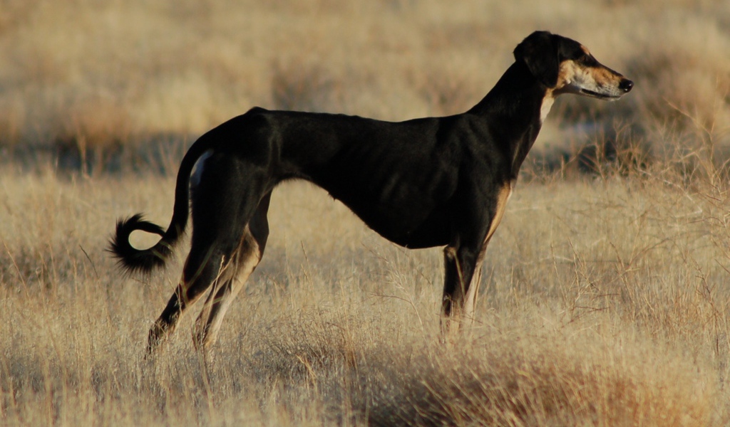 Черная стройная салюки