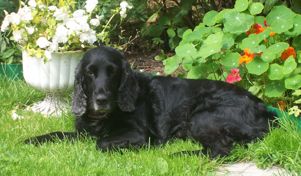 Черный спаниель лежит