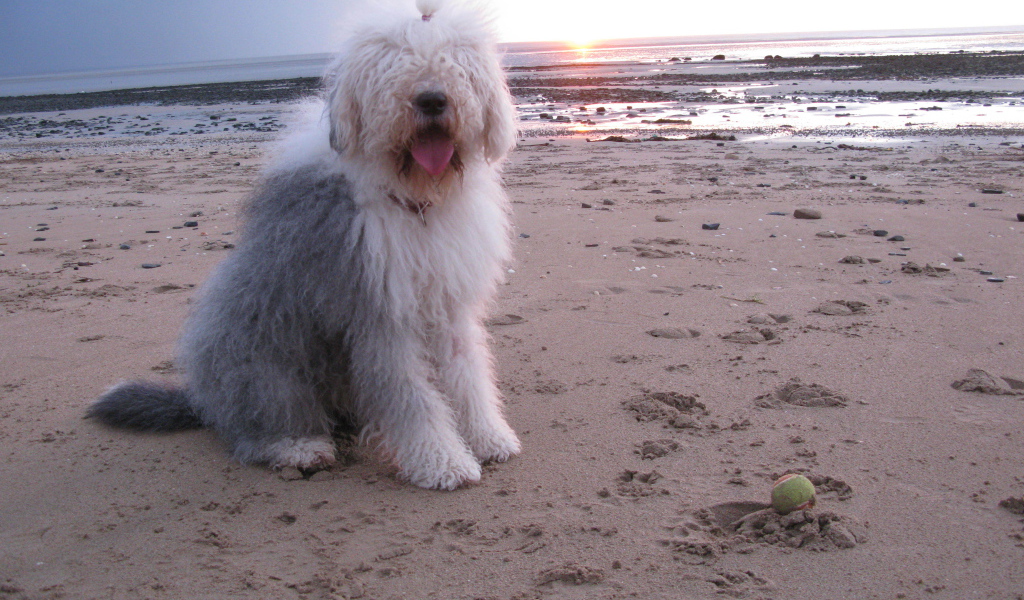 Бобтейл на фоне заката