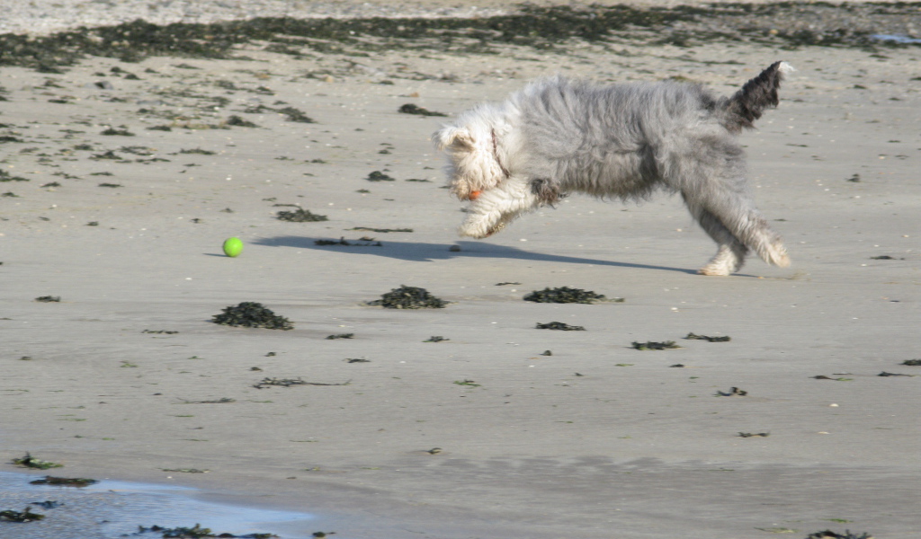Бобтейл ловит мяч