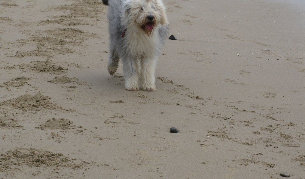 Собака бобтейл на пляже