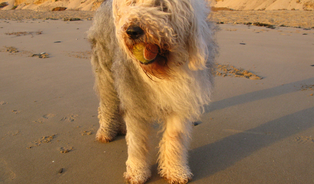 Лохматый бобтейл с мячом