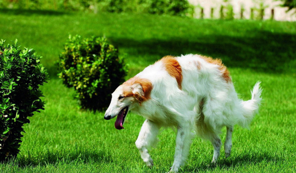 Борзая бежит по газону