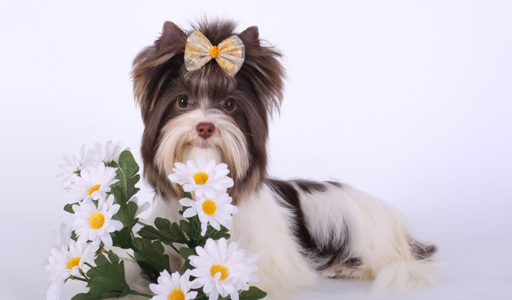 Букет ромашек для бивер йорк