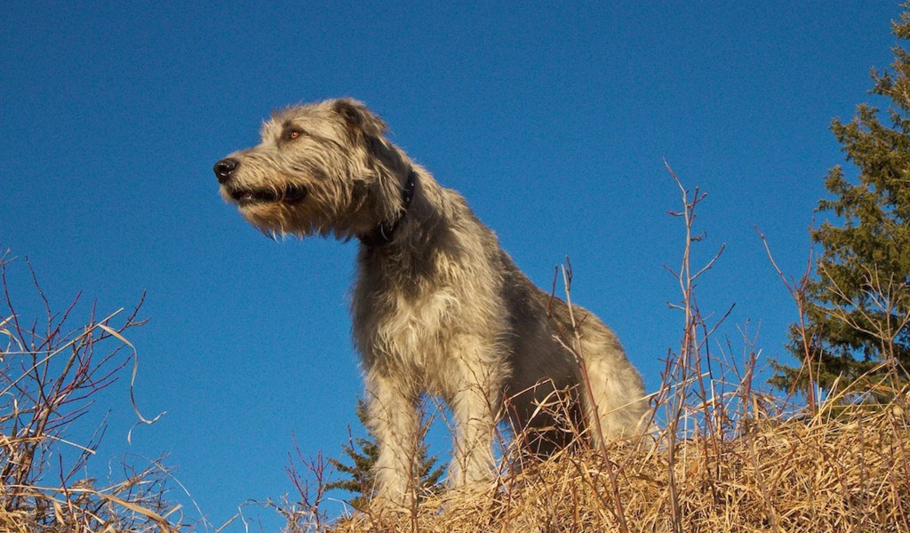 Порода собак ирландский волкодав