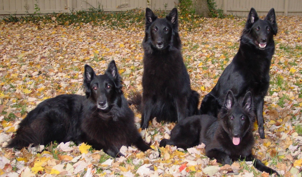 Порода собак муди