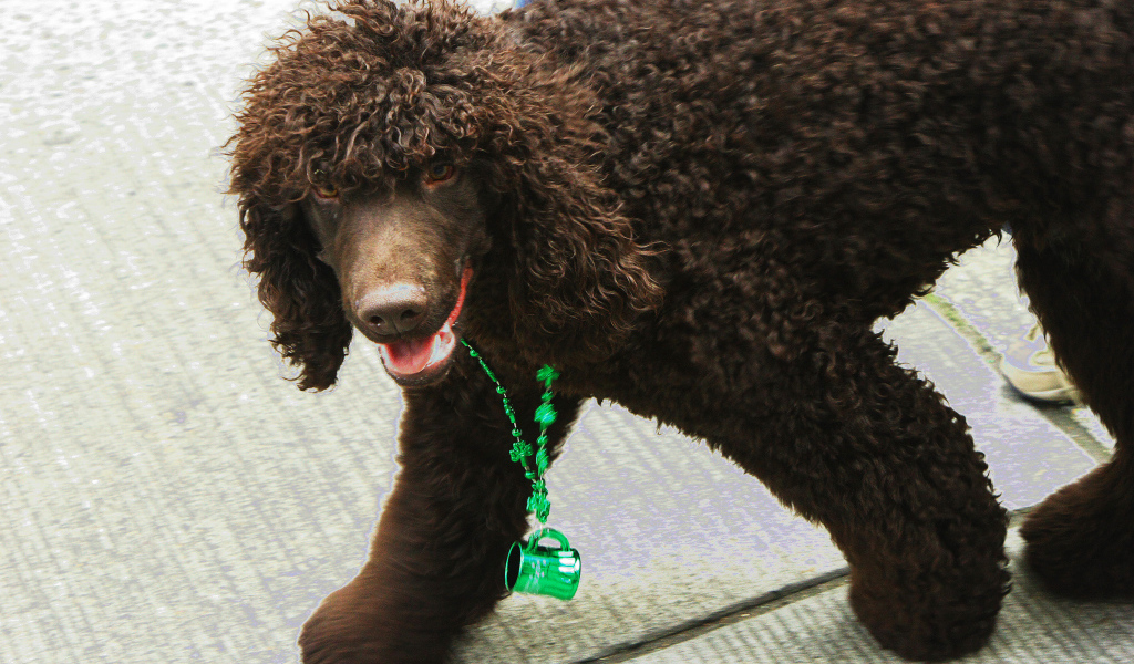 Коричневый ирландский водяной спаниель
