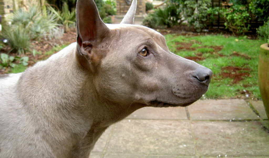 Коричневый тайский риджбек