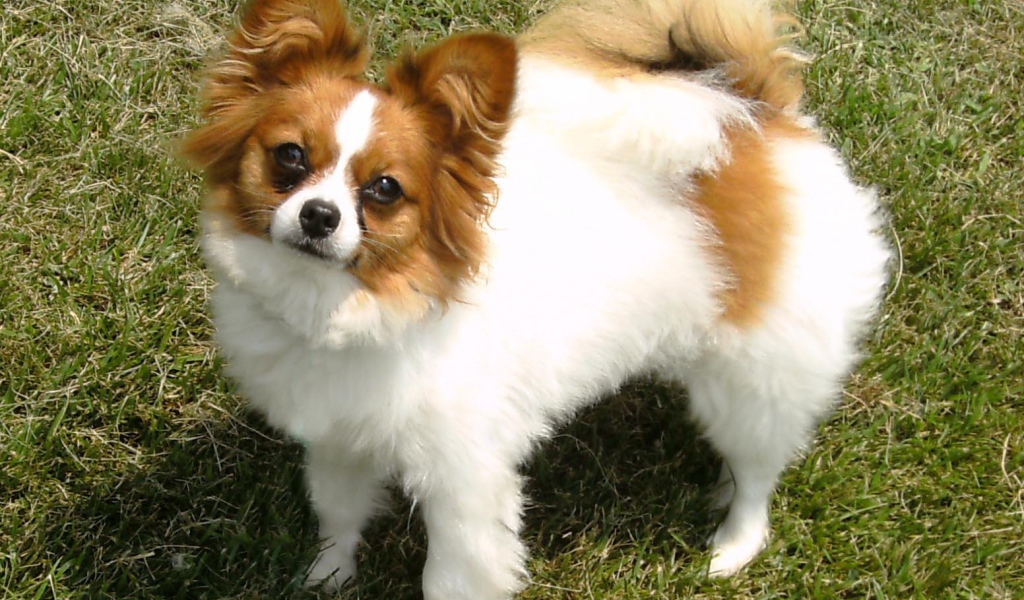 Бело коричневый папильон