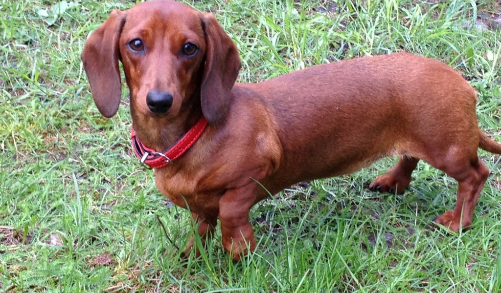 Коричневая такса на траве