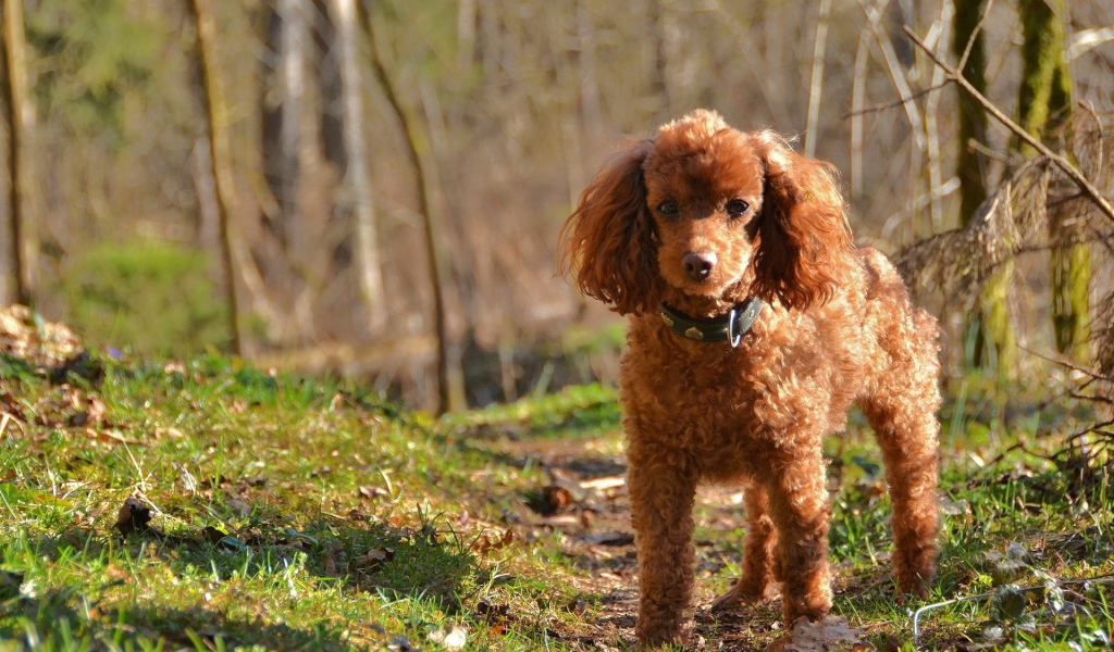 Коричневый пудель в лесу