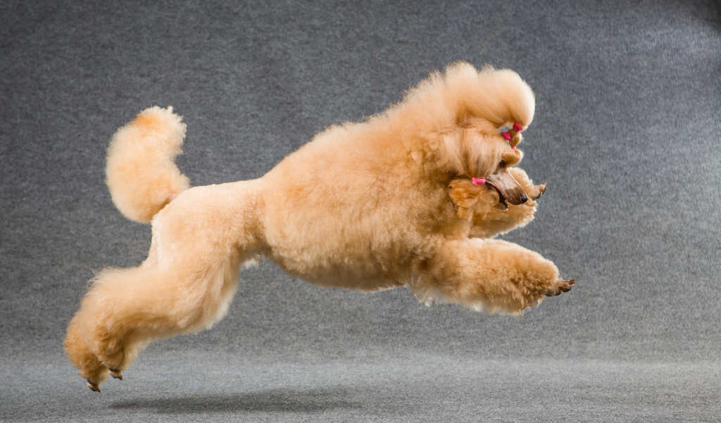 Коричневый пудель прыгает