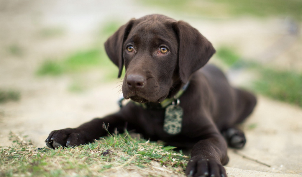 Коричневый щенок на траве