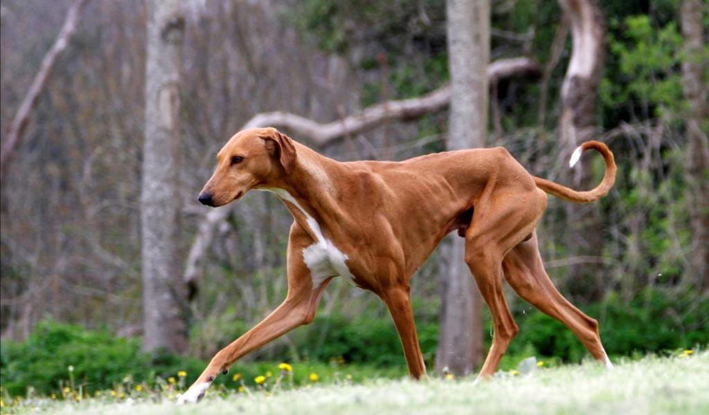 Коричневый худой азавак