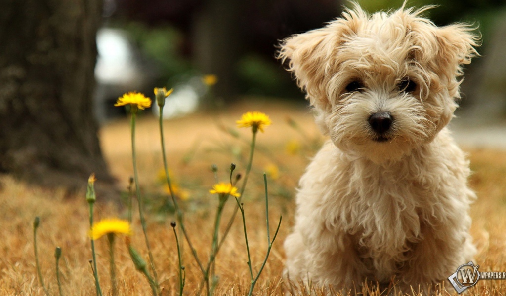 Коричневая болонка на природе